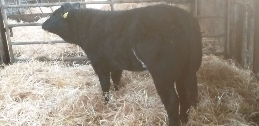 Heifer