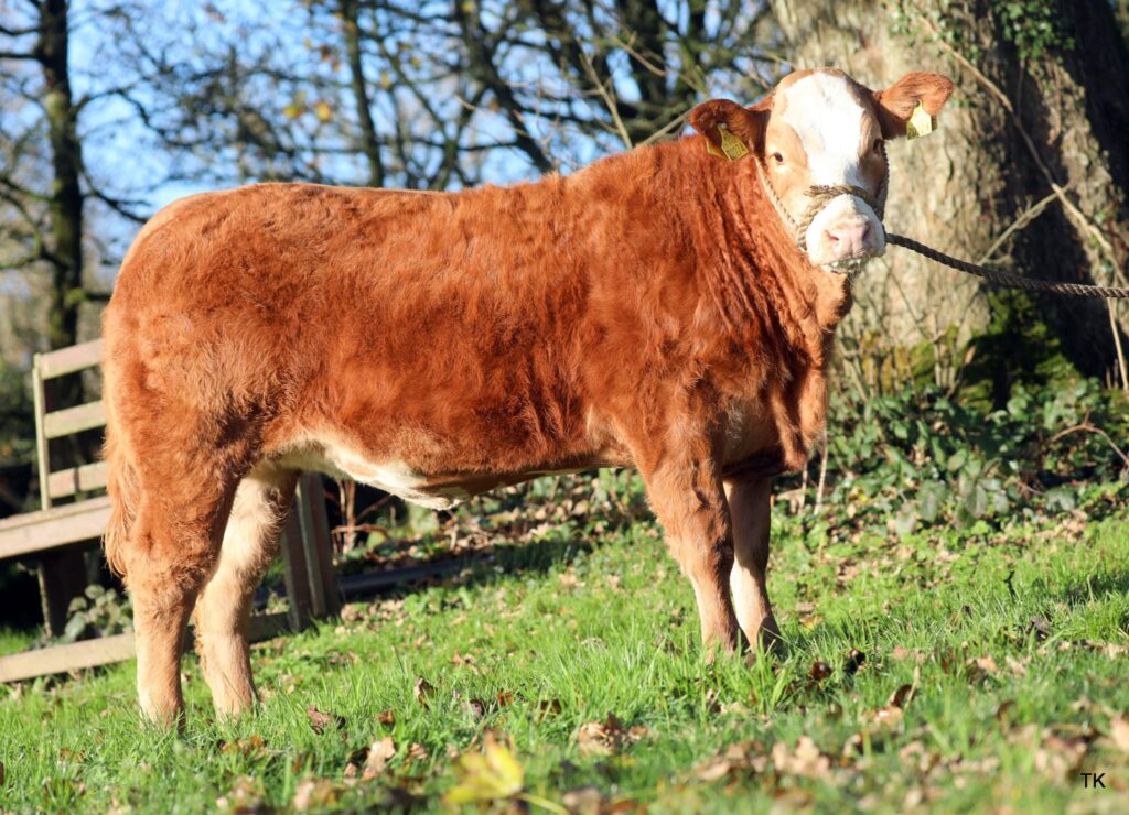Win a Heifer Join Our Boys